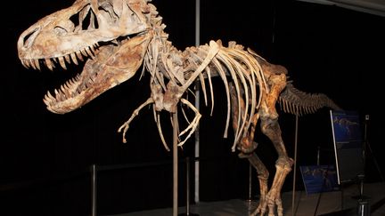 Un T-Rex quasi complet débarque au Muséum d'Histoire naturelle