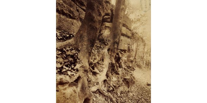 Arbres à Saint-Cloud, 1906
 (Eugène Atget)