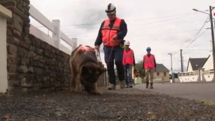 Quand les chiens… détectent les fuites d’eau en reniflant