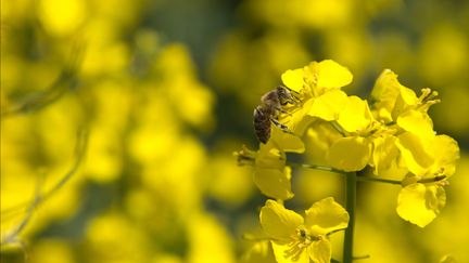 Près d'un tiers des colonies d'abeilles sont mortes lors de l'hiver 2017, selon&nbsp;l'Union nationale de l'apiculture française.
 (MAXPPP)