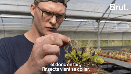 Enzo a 26 ans. Passionné par les plantes carnivores, il nous explique de quelle façon elles se nourrissent de mouches, de moustiques ou encore de guêpes.