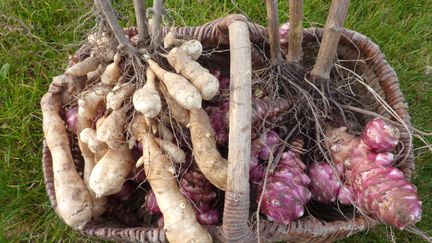 Originaire d'Amérique du Nord, le topinambour (Helianthus tuberosus) est également appelé l'artichaut de Jérusalem ou la truffe du Canada.&nbsp; (ISABELLE MORAND / HORTIFLOR / RADIO FRANCE / FRANCE INFO)