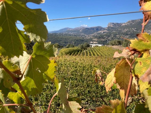 Au domaine de la Source, sur l'appellation Bellet les vignes sont cultivées sur un terroir singulier appelé poudingue composé de sable et galets roulés. (INGRID POHU / RADIO FRANCE)