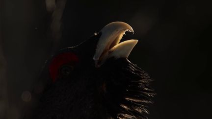 Quelques grands tétras ont été relâchés dans le Parc naturel des Ballons des Vosges. Ce programme de réintroduction du gallinacé, quasi éteint dans le massif vosgien, cristallise les tensions. (France 2)