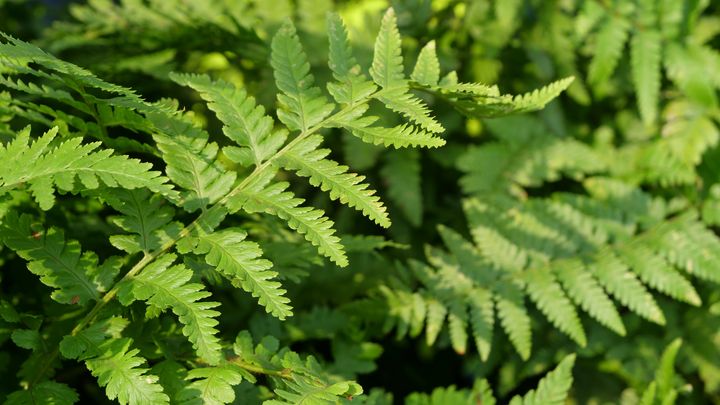 La fougère mâle (Dryopteris filix-mas).&nbsp; (ISABELLE MORAND / RADIO FRANCE / FRANCE INFO)