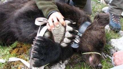 L'ours M13 lors de sa capture en 2012 afin de l'équiper d'une balise. (Keystone)