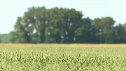 Cultures : la sécheresse gagne de nouveaux territoires