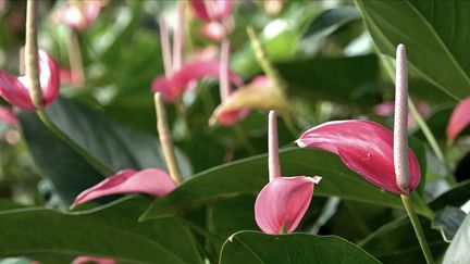 Martinique : un patrimoine naturel hors du commun caché dans l'Île aux fleurs