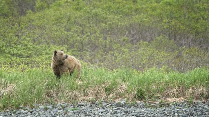 Il y avait en 2010 entre 120 000 et 140 000 ours en Russie. (ANDY STEWART / AFP)