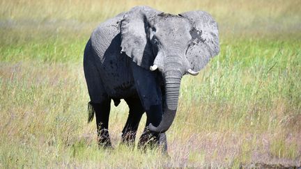 Un éléphant s'apprête à boire en Namibie. (MATTHIAS T?DT / DPA-ZENTRALBILD)