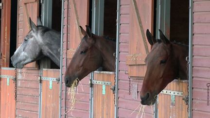 Des chevaux en vente aux enxhères