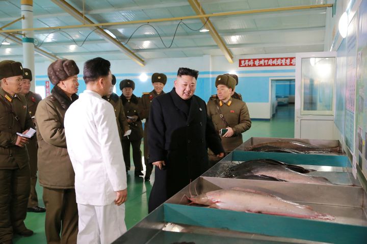 Sur cette photo de propagande, le leader nord-coréenne inspecte des poissons-chats dans une usine de Samchon, dans le sud du pays. (KCNA / REUTERS)