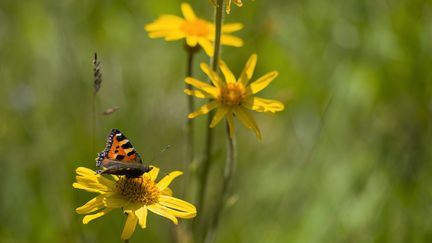 L'association France Nature&nbsp;Environnement attend du plan biodiversité présenté par le gouvernement mercredi qu'il soit&nbsp;"cohérent, ambitieux, qui ne touche pas seulement des choses ponctuelles." (JEAN-CHRISTOPHE VERHAEGEN / AFP)