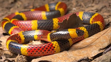 Un serpent corail au Costa Rica (illustration). (CLEMENT CARBILLET / BIOSPHOTO)