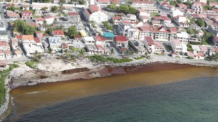 Guadeloupe : les plages envahies par les algues sargasses