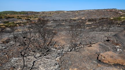 La végétation brûlée dans le massif de la Gardiole, au nord de Frontignan (Hérault) le 19 août 2024. (PASCAL GUYOT / AFP)