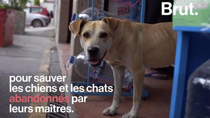 Un Mexicain a créé une application pour sauver les chiens et chats abandonnés. Son idée toute simple : faciliter l'adoption.