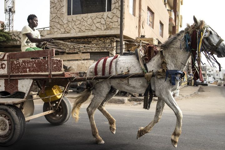 Selon une estimation, 7000 attelages parcourent les rues de Dakar quotidiennement. (JOHN WESSELS / AFP)