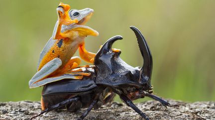 Une grenouille se tient sur le dos d'un scarab&eacute;e en Indon&eacute;sie, le 13 f&eacute;vrier 2015. (SOLENT NEWS / SIPA)