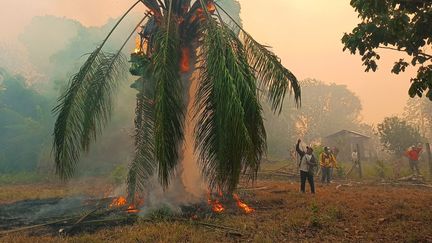 Des volontaires et des pompiers combattent les incendies devenus incontrôlablessue des terres agricoles à Rurrunabaque, en Bolivie, le 12 novembre 2023. (CRISTIAN CASTRO / AFP)