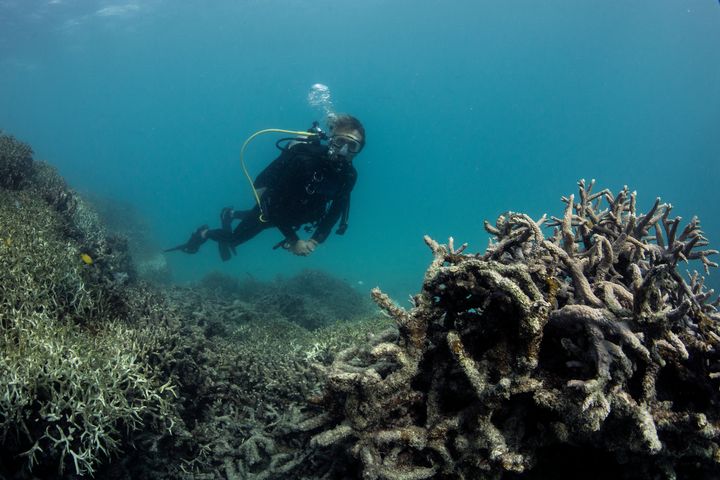 Un des plongeurs qui a exploré les coraux au large de&nbsp;Lizard Island. (XL CATLIN SEAVIEW SURVEY)