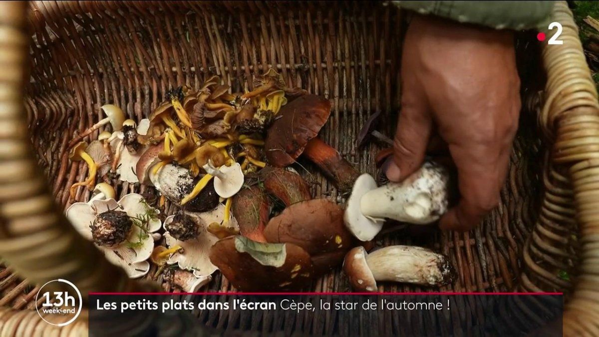 Les champignons, stars de l'automne : et les champignons, stars de