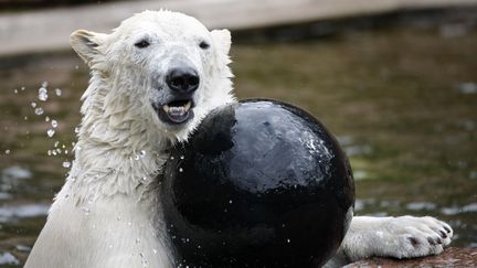 L'ours polaire Raspoutine dans le parc animalier de Nuremberg, en Allemagne, le 10 avril 2010. (TIMM SCHAMBERGER / DDP)