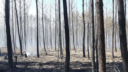 Fumerolles et troncs de pins maritimes calcinés, à Arès, en Gironde. (Alain Gastal / Franceinfo)