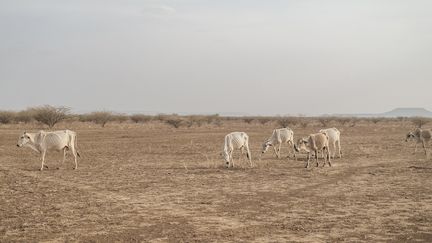 Hargududo, près de la ville de Gode en Ethiopie, le 7 avril 2022.&nbsp; (EDUARDO SOTERAS / AFP)