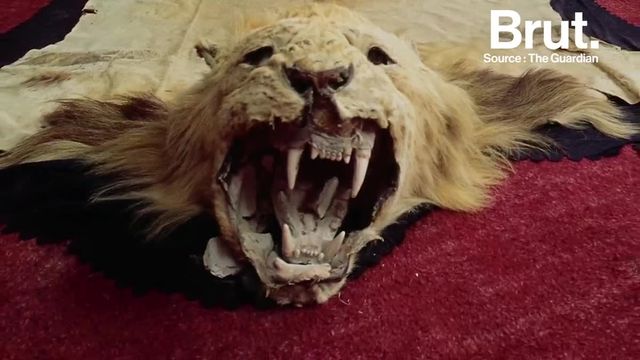 VIDEO. En Afrique des chasseurs abattent des lions enferm s