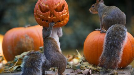 Des &eacute;cureuils jouent avec des citrouilles d&eacute;cor&eacute;es &agrave; l'occasion d'Halloween, &agrave; Londres (Royaume-Uni), le 23 octobre 2014. (CATERS NEWS AGENCY / SIPA)