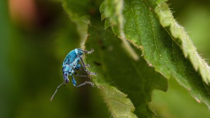 &nbsp; (charançon bleu-vert du bouleau, de la même famille que les otiorhynques © MEIGNEUX/COEURS DE NATURE/SIPA)