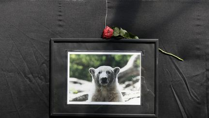 Knut, l'ours blanc le plus c&eacute;l&egrave;bre est mort le 19 mars 2011 au zoo de Berlin (Allemagne). (TOBIAS SCHWARZ / REUTERS)