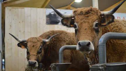 Des bovins au Salon de l'agriculture à Paris le 21 février 2020 (VICTOR VASSEUR / RADIO FRANCE)