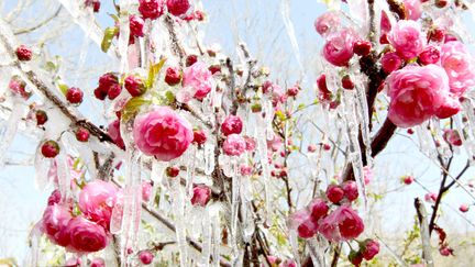 Comme en France, le printemps dans&nbsp;le nord-est de la Chine tarde &agrave; s'installer, le 8 avril 2013. (AFP)