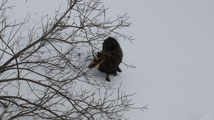 Un chamois photographié sur la Mer de Glace, le 13 février 2020. (LUDOVIC MARIN / AFP)