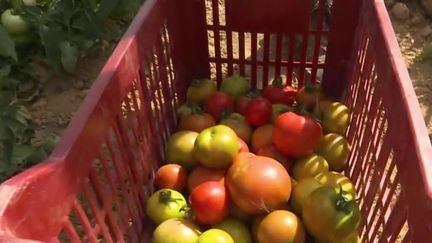 Agriculture : les techniques des maraîchers face à la sécheresse