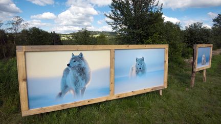 Les loups arctiques photographiés par Vincent Munier, exposés sur Les sentiers de la photo
 (&quot;Les sentiers de la photo&quot;)