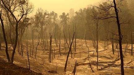 L'incendie Carr a carbonisé des arbres sur son passage à Whiskeytown en Californie, le 29 juillet 2018.&nbsp; (JUSTIN SULLIVAN / GETTY IMAGES / AFP)