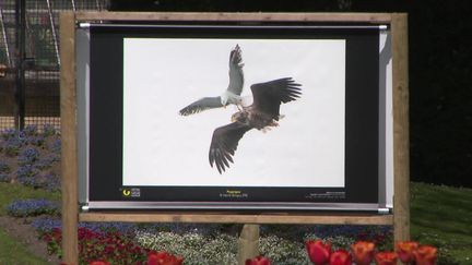 Le festival de L'Oiseau et de la nature expose 60 photos animalières primées.&nbsp; (FRANCEINFO)