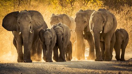 Un groupe d'éléphants en Namibie.&nbsp;Des chercheurs ont découvert que la chasse à l’ivoire de ces animaux les fait évoluer&nbsp;: ils naissent sans défenses. (CLAUDIO BRASLAVSKY / 500PX / GETTY IMAGES)