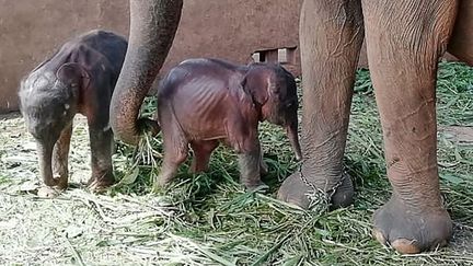 Des éléphanteaux sont nés en captivité au Sri Lanka, le 31 août 2021. (PINNAWALA ELEPHANT ORPHANAGE / AFP)