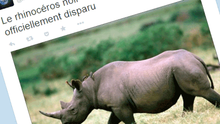 &nbsp; (Le rhinocéros noir d'Afrique de l'ouest est officiellement "disparu" depuis 2011 © capture d'écran de Twitter)