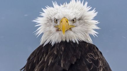 Un aigle vraiment d&eacute;coiff&eacute; en Alaska (Etats-Unis), le 17 mars 2015. (TIM BOYER / SOLENT NEWS / SIPA)