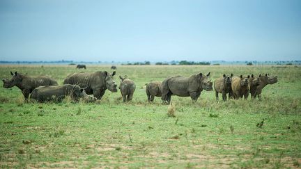 Des rhinocéros écornés errent sur le terrain de la ferme de John Hume' à Klerksdorp, dans la province du Nord-Ouest de l'Afrique du Sud, le 3 février 2016. (MUJAHID SAFODIEN / AFP)