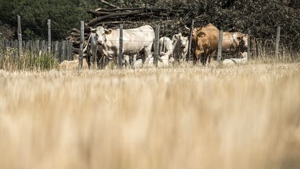 Des vaches dans une prairie jaunie par la s&eacute;cheresse, &agrave; Rive-de-Gier (Rh&ocirc;ne), le 17 juillet 2015. (JEAN-PHILIPPE KSIAZEK / AFP)