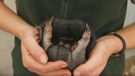 Un des bébés échidnés nés fin août 2016 au zoo de Taronga, à Sydney (Australie).&nbsp; (ZOO DE TARONGA)