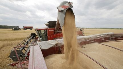 Une récolte de blé dans le village de Krasne, au nord de Kiev (Ukraine), le 5 juillet 2019. (ANATOLII STEPANOV / FAO / AFP)