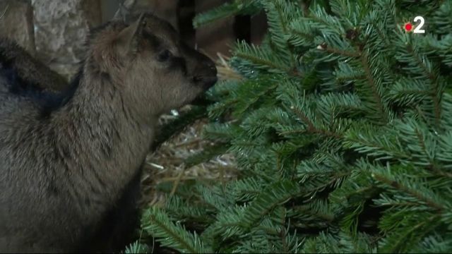 Sapin de Noël : un repas pour les chèvres