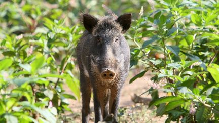 Un sanglier en Dordogne, le 20 août 2008. (MAXPPP)